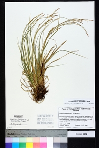 Carex communis var. amplisquama image