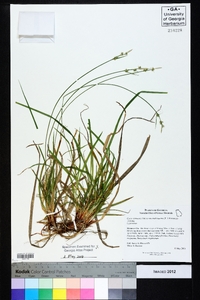 Carex communis var. amplisquama image