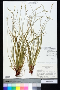 Carex communis var. amplisquama image