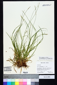 Carex communis var. amplisquama image