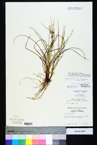 Carex communis var. amplisquama image