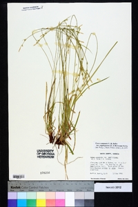 Carex communis var. amplisquama image