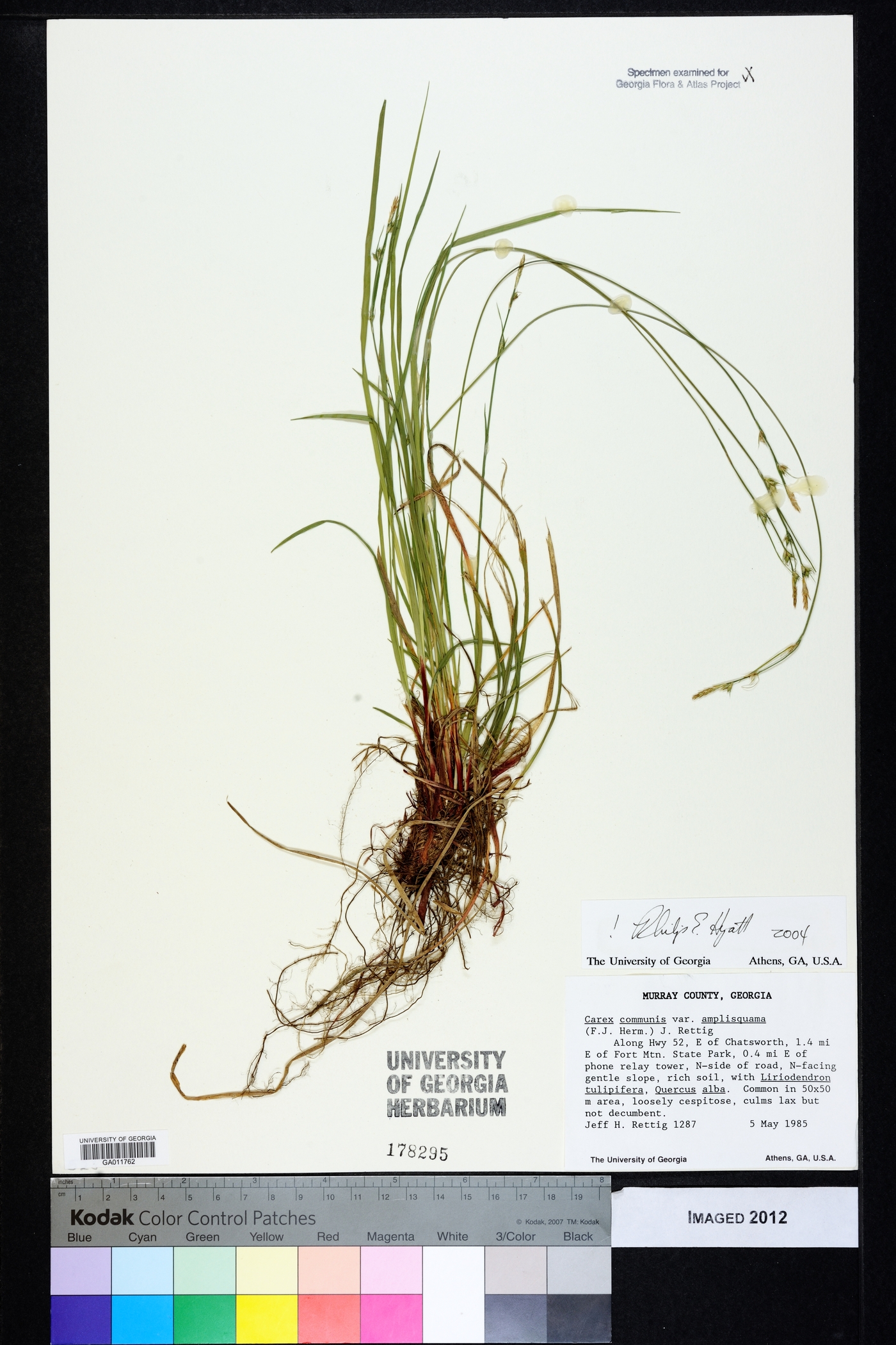 Carex communis var. amplisquama image