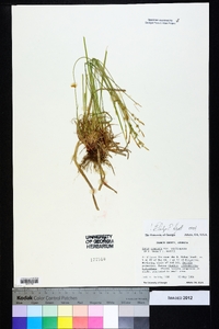 Carex communis var. amplisquama image