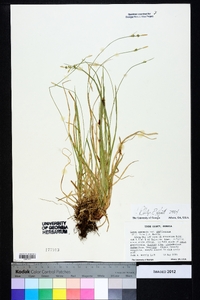 Carex communis var. amplisquama image