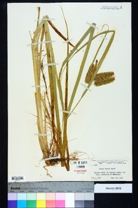 Carex comosa image