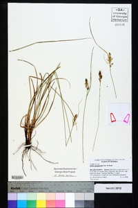 Carex complanata image