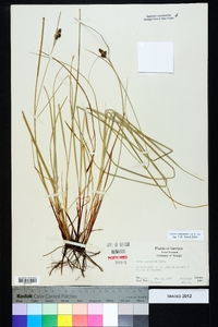 Carex complanata image