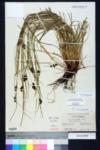 Carex complanata image