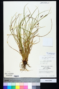 Carex complanata image