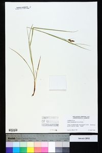 Carex complanata image