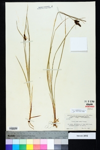 Carex complanata image