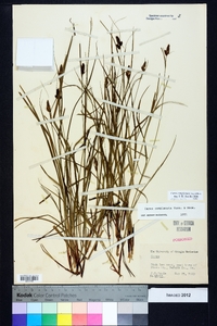 Carex complanata image