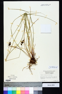 Carex complanata image