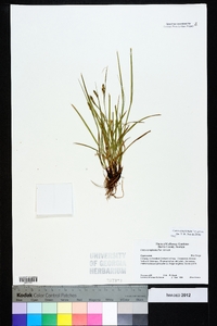 Carex complanata image