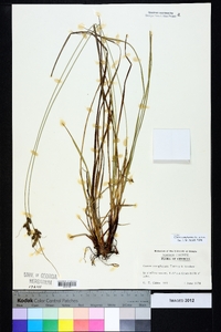 Carex complanata image