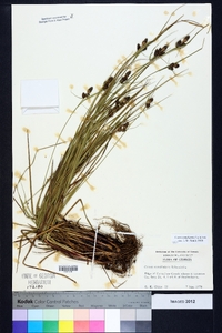 Carex complanata image