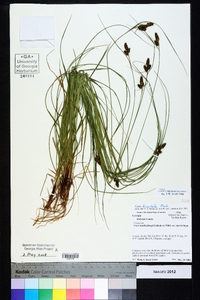 Carex complanata image