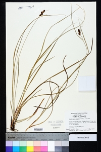 Carex complanata image