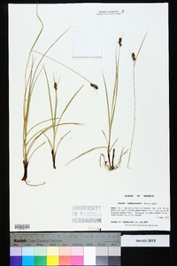 Carex complanata image