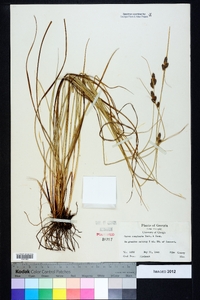 Carex complanata image