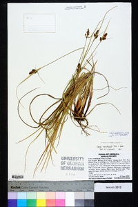 Carex complanata image