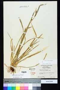 Carex crebriflora image