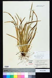 Carex crebriflora image