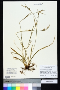 Carex crebriflora image