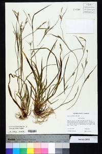 Carex crebriflora image