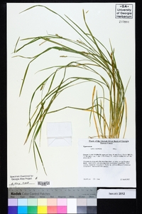 Carex crebriflora image