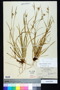 Carex crebriflora image