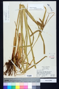 Carex crinita var. brevicrinis image