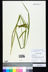Carex crinita var. brevicrinis image