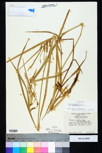 Carex crinita var. brevicrinis image