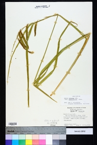 Carex crinita var. brevicrinis image