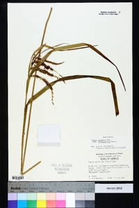 Carex crinita var. brevicrinis image