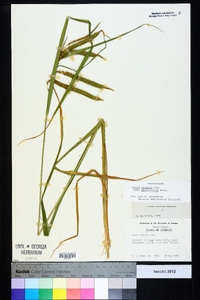 Carex crinita var. brevicrinis image