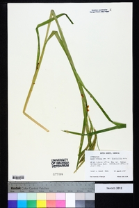 Carex crinita var. brevicrinis image