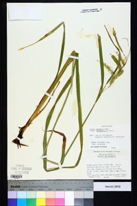 Carex crinita var. brevicrinis image