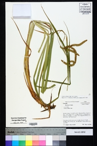 Carex crinita var. crinita image