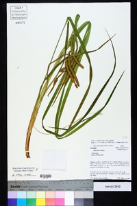 Carex crinita var. crinita image