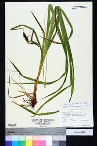 Carex crinita var. crinita image