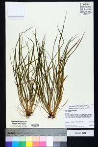 Carex cumberlandensis image