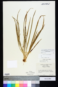 Carex cumberlandensis image