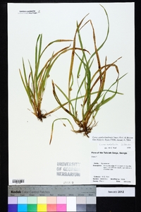 Carex cumberlandensis image