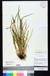 Carex cumberlandensis image