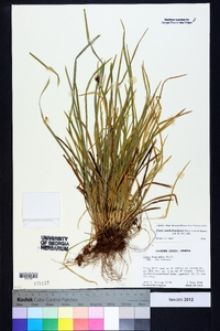 Carex cumberlandensis image