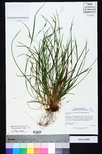 Carex cumberlandensis image