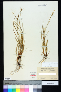 Carex dasycarpa image